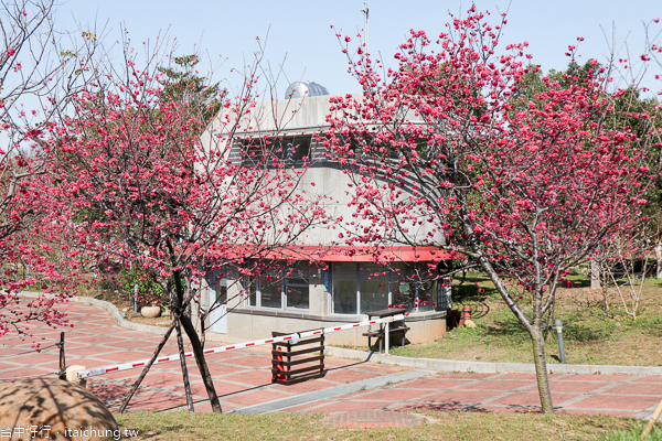 后里中科崴立機電櫻花公園綠萼櫻和八重櫻登場,櫻花步道好好拍 后里中科崴立機電櫻花公園綠萼櫻和八重櫻登場,櫻花步道好好拍