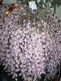 Bán lan giả hạc, hạc vỹ - 1