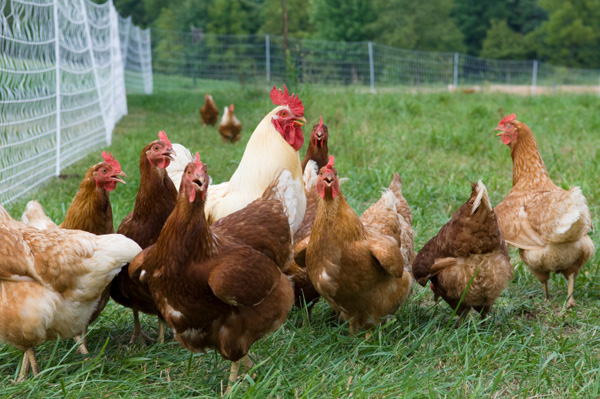 Keeping chickens is great fun, but it can be hard. Tell anyone that 