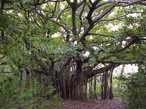 Ketahui 11 Jenis Pokok Yang Menjadi Tempat Tinggal Hantu 