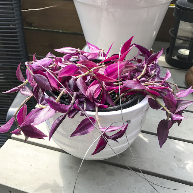 tradescantia, vandrandejude tradescantia, vandrandejude
