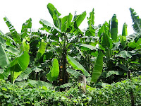 Plantain_Farming_in_Nigeria