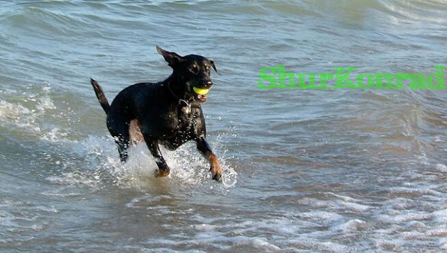 playas-perros- Argentina dog puppy cachorro ShurKonrad 2
