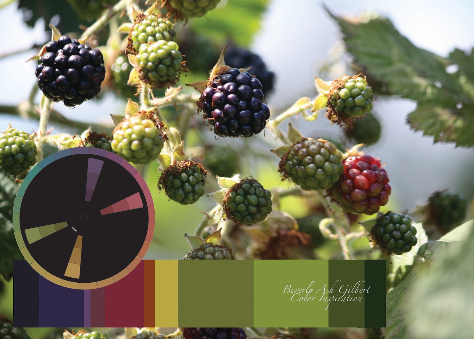 Beverly Ash Gilbert Color Inspiration Blackberry Vine