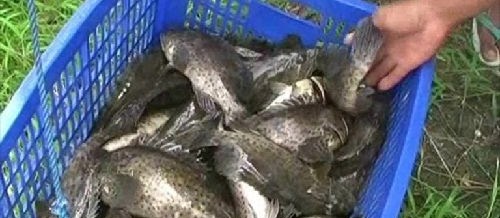 Masa Panen Ikan Kerapu dan Pasca Panen untuk Pemula yang Baik