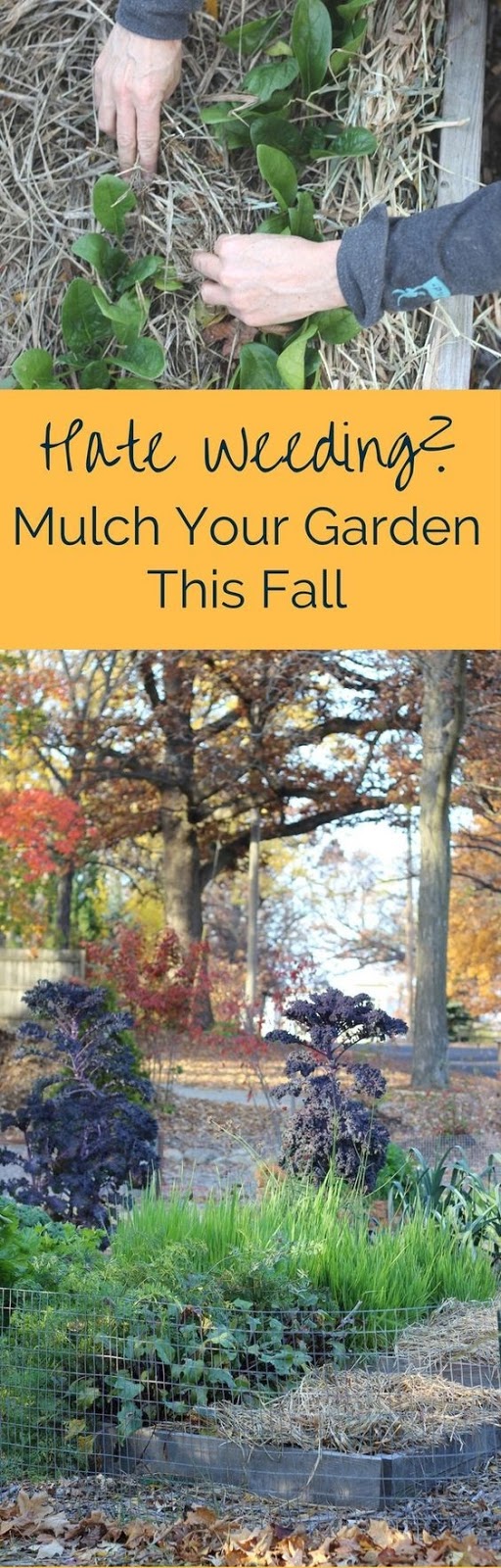 Why You Should Mulch Your Garden This Fall garden favorite