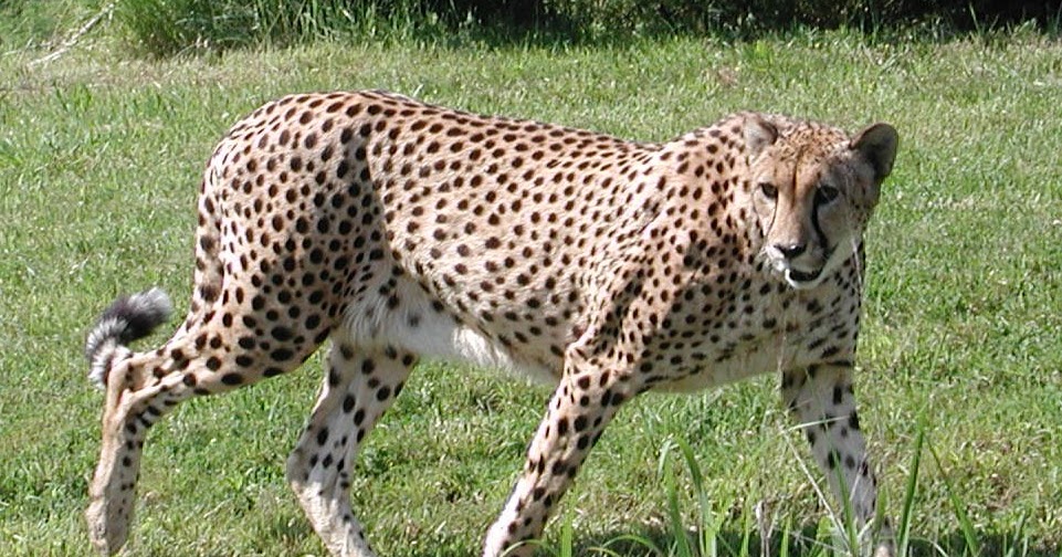 Rules of the Jungle: Physical Attributes of the Cheetah