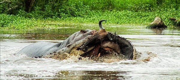 In an unexpected wildlife phenomenon hippo and crocodile team up to kill a wildebeest via geniushowto.blogspot.com wildlife encounter photos