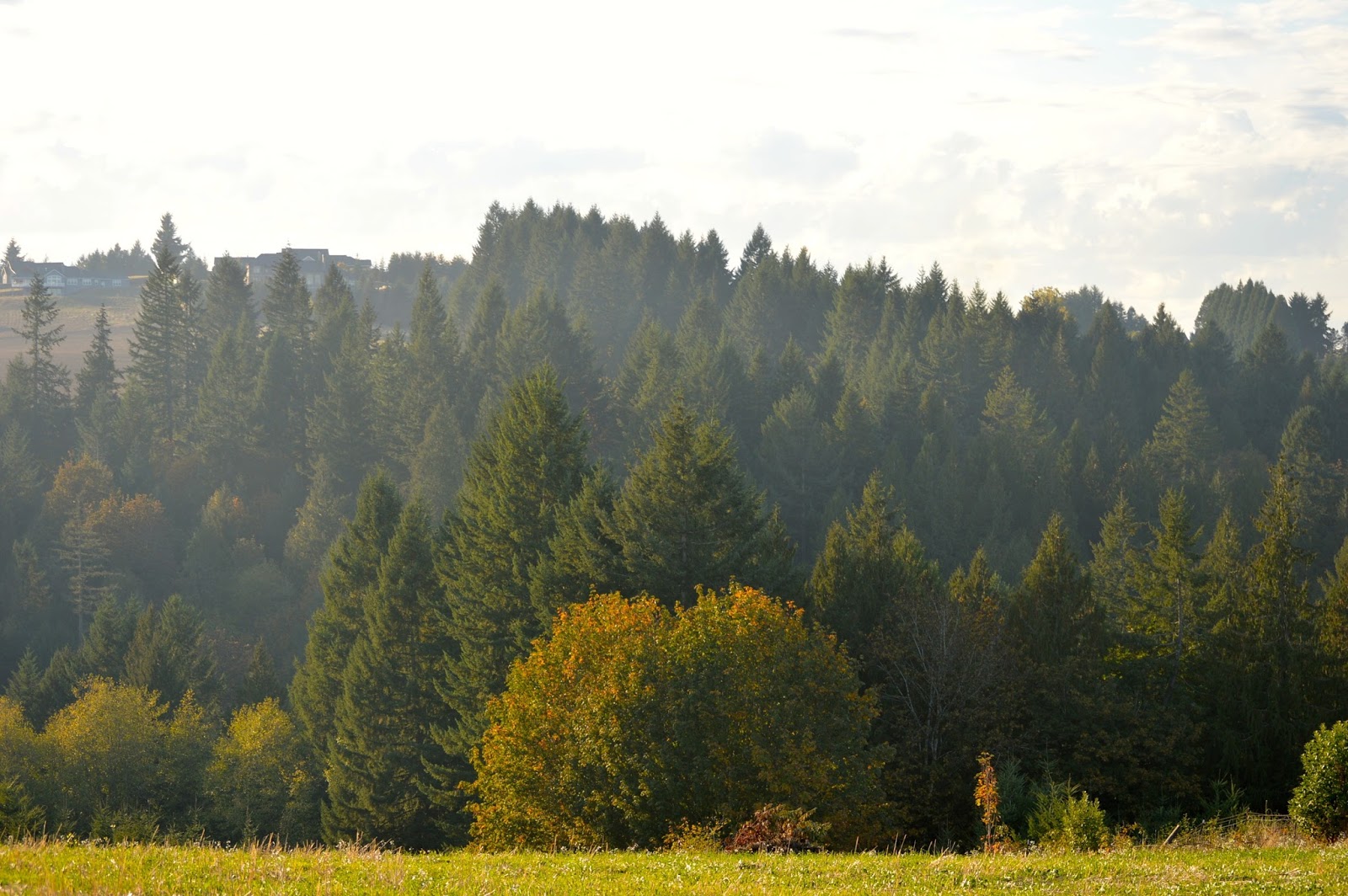 Annabanana: Fall In Oregon