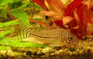 Jenis Ikan Corydoras trilineatus