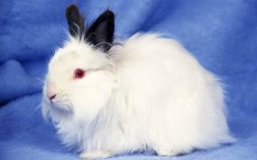 penyakit kelinci, cara merawat kelinci hias, cara memelihara kelinci, budidaya kelinci, beternak kelinci