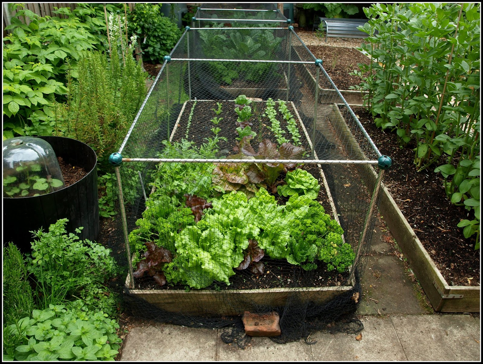 Mark's Veg Plot Lettuce etc...