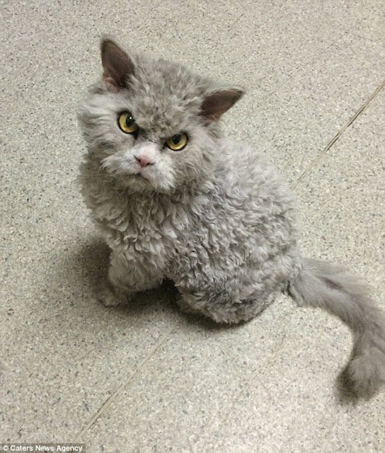 Kucing Berwajah Gangster Abang Kawasan Ini Miliki 93.7K Followers Di Instagram Kucing Berwajah Gangster Abang Kawasan Ini Miliki 93.7K Followers Di Instagram