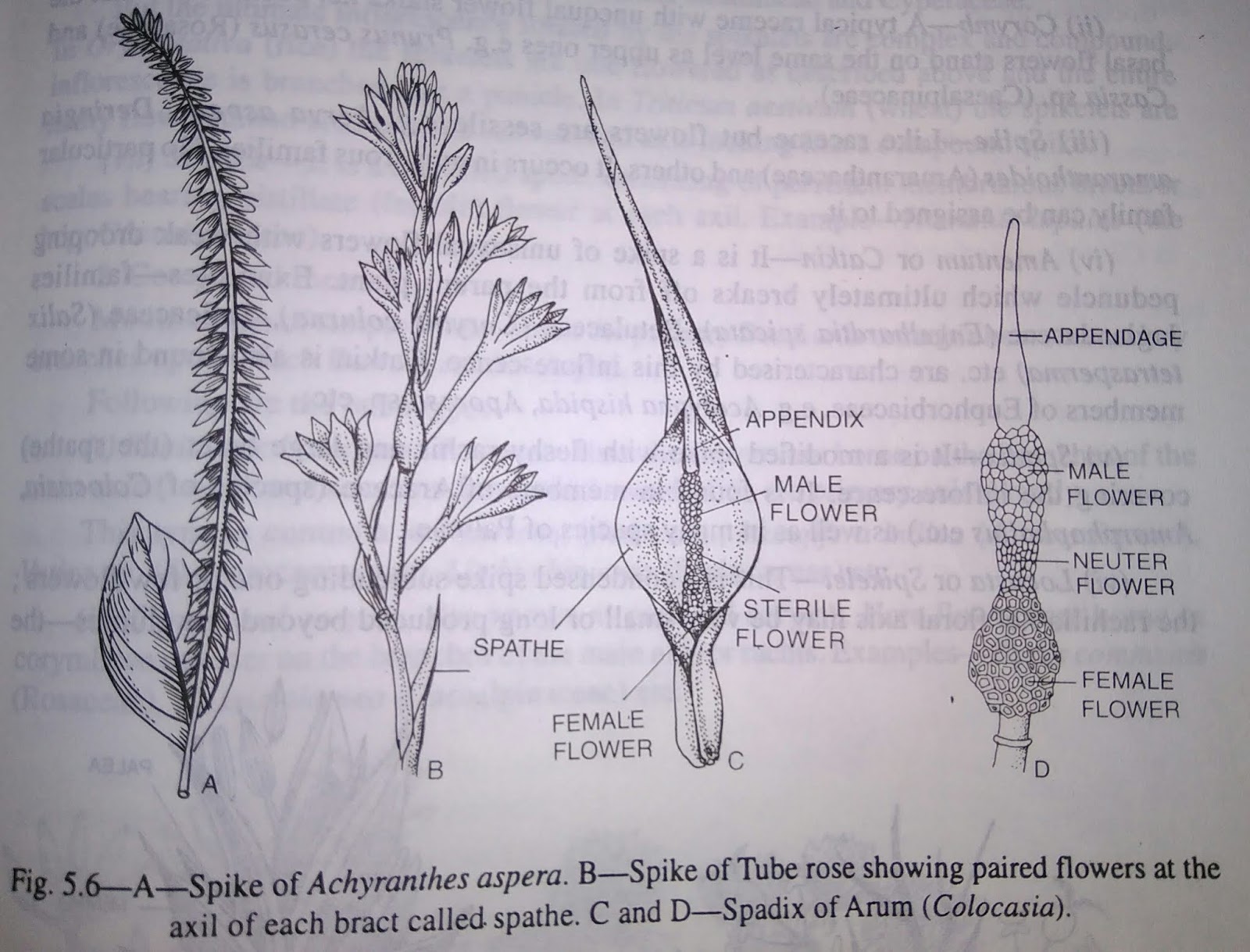 Indefinite or Racemose Inflorescence and its types digieduco