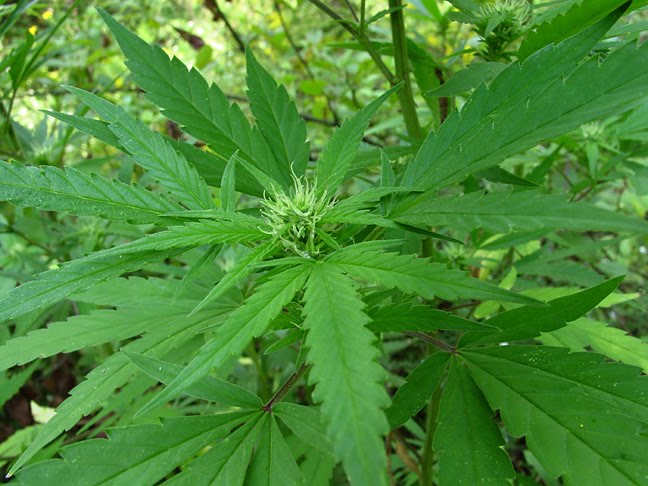 Sativa roos spuit
