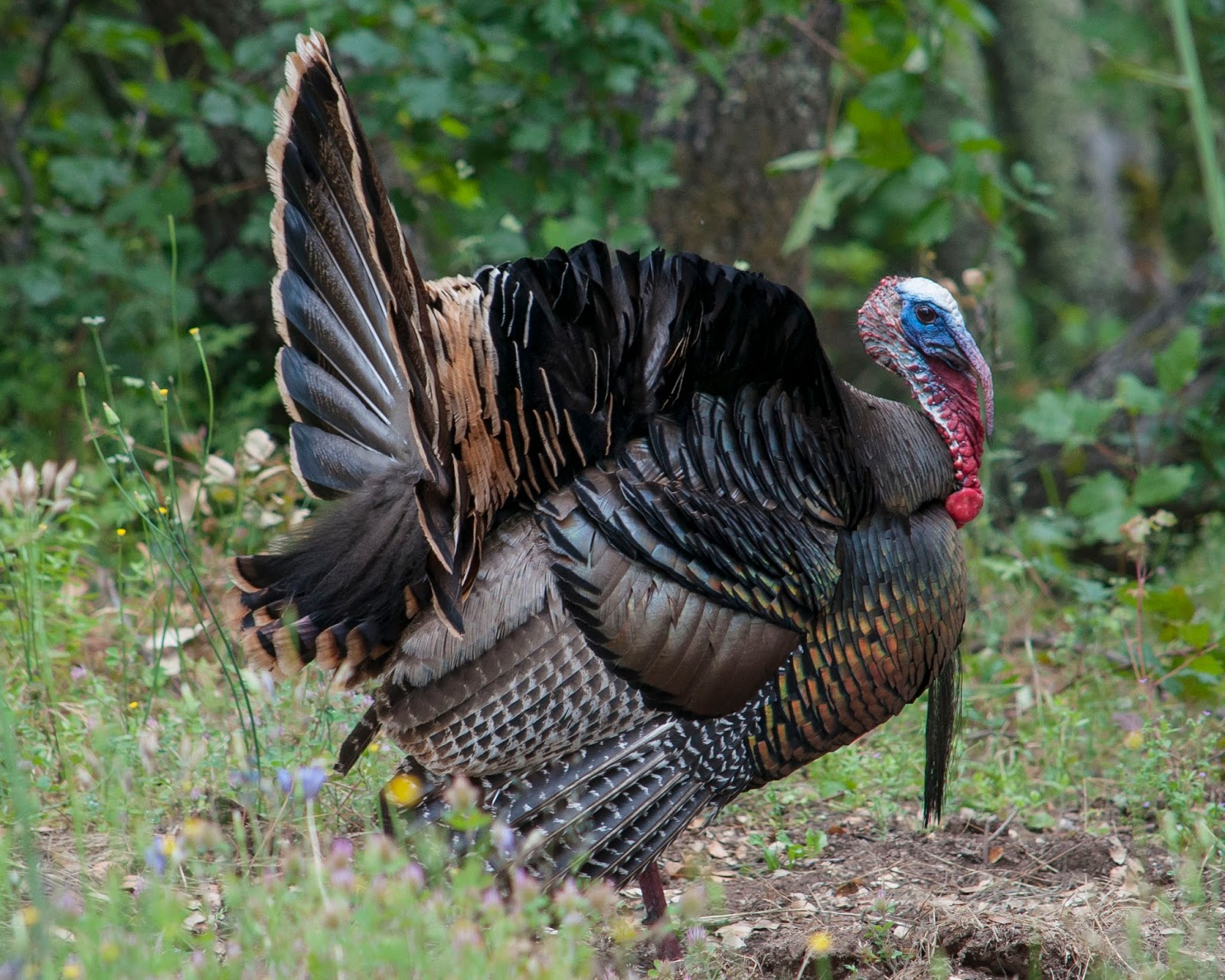 Wild Turkey Rocklin Wildlife