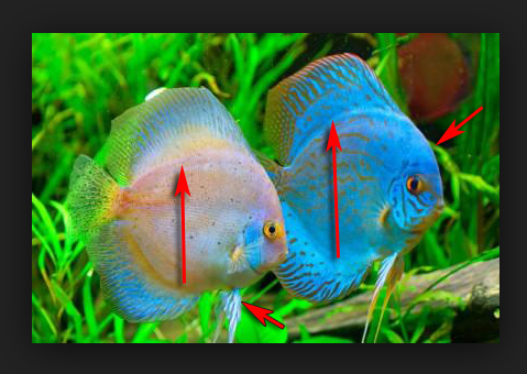  Ikan Discus Jantan dan Betina 