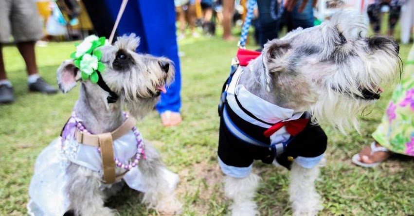TC: Junta de propietarios no pueden prohibir la tenencia de mascotas ni el uso de ascensores en edificios, según sentencia del Tribunal Constitucional - www.tc.gob.pe TC: Junta de propietarios no pueden prohibir la tenencia de mascotas ni el uso de ascensores en edificios, según sentencia del Tribunal Constitucional - www.tc.gob.pe