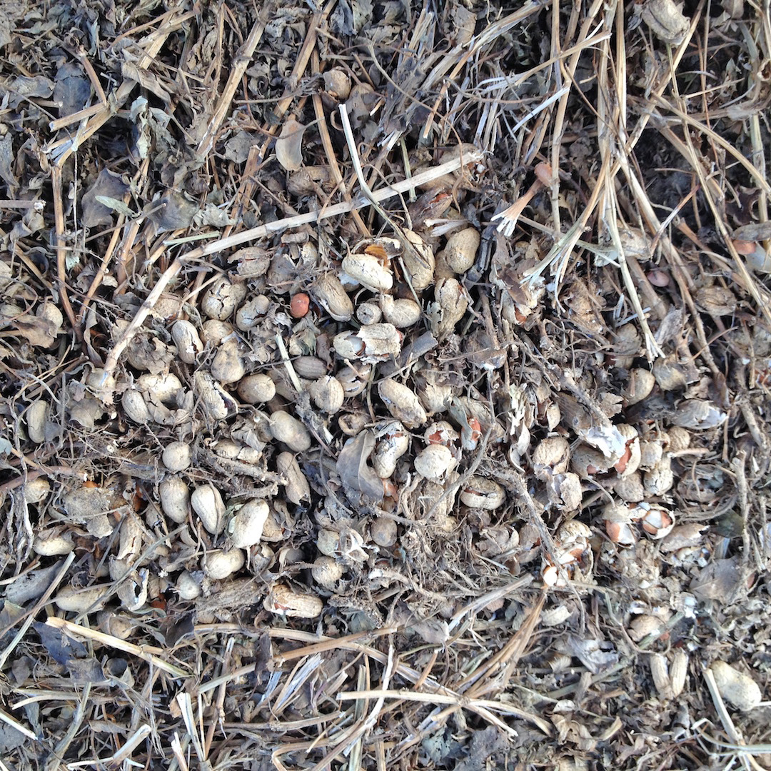 MARIETTE'S BACK TO BASICS {How Peanuts get Harvested}