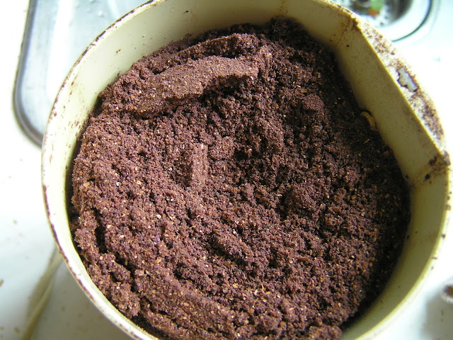 fresh cacao powder