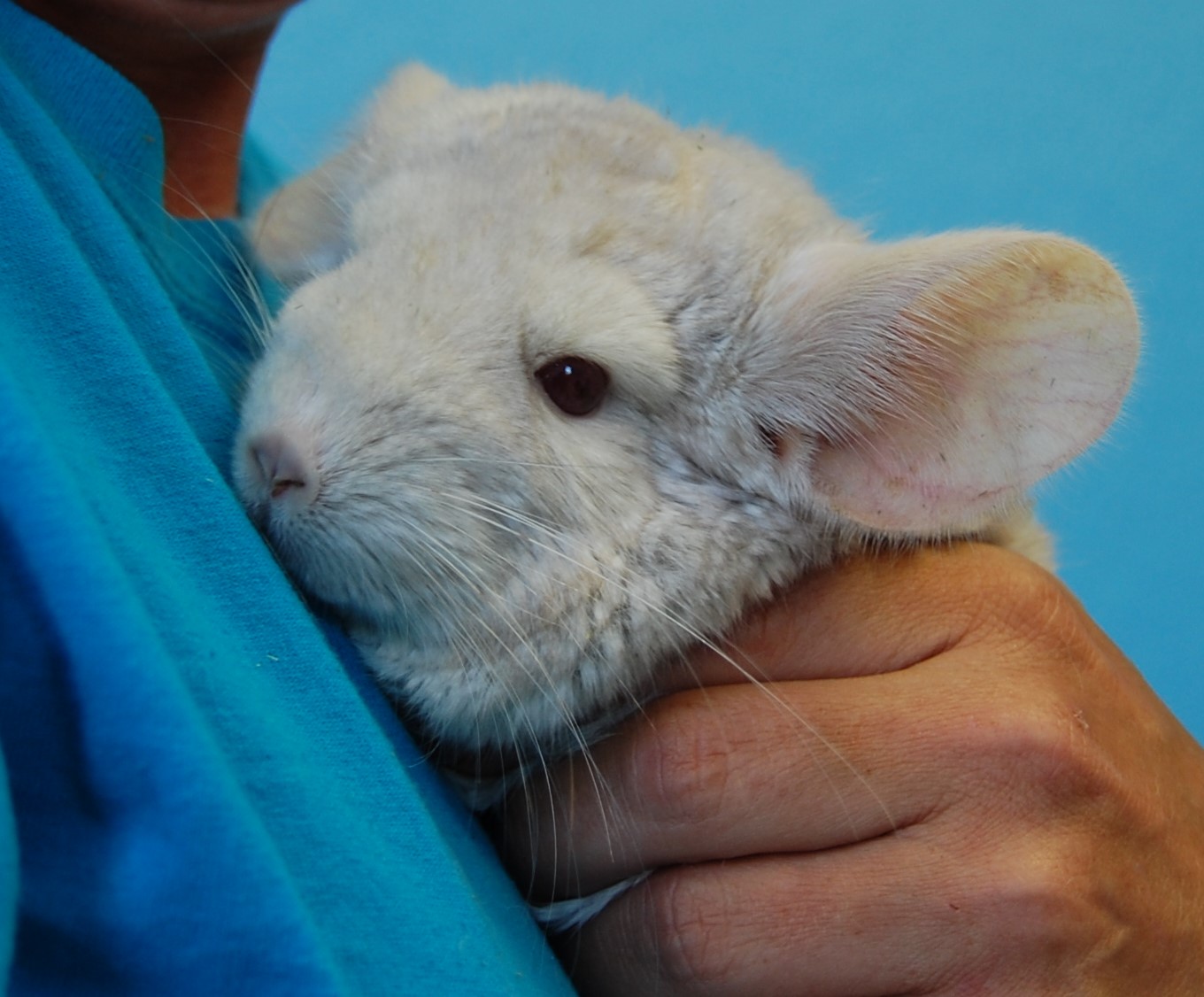 spca chinchilla