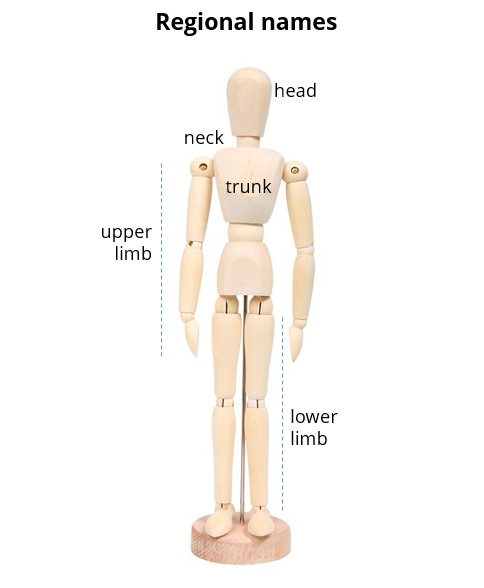 Health Care (Human Body Care): Anatomical Terms