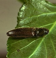 Gusano de alambre (Agriotes spp)