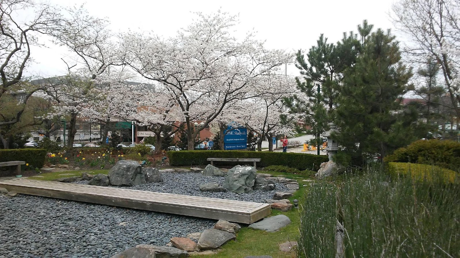 PennsylvAsia Peak sakura season in Pittsburgh cherry blossoms at the