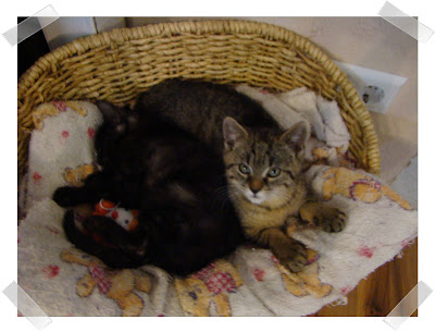 Katzen