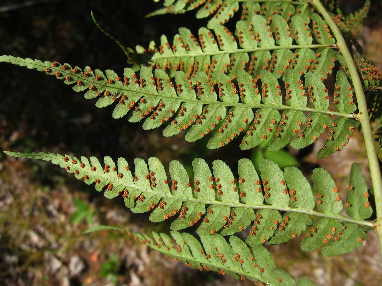 Tangled  Marginal Wood Fern (Dryopteris marginalis)