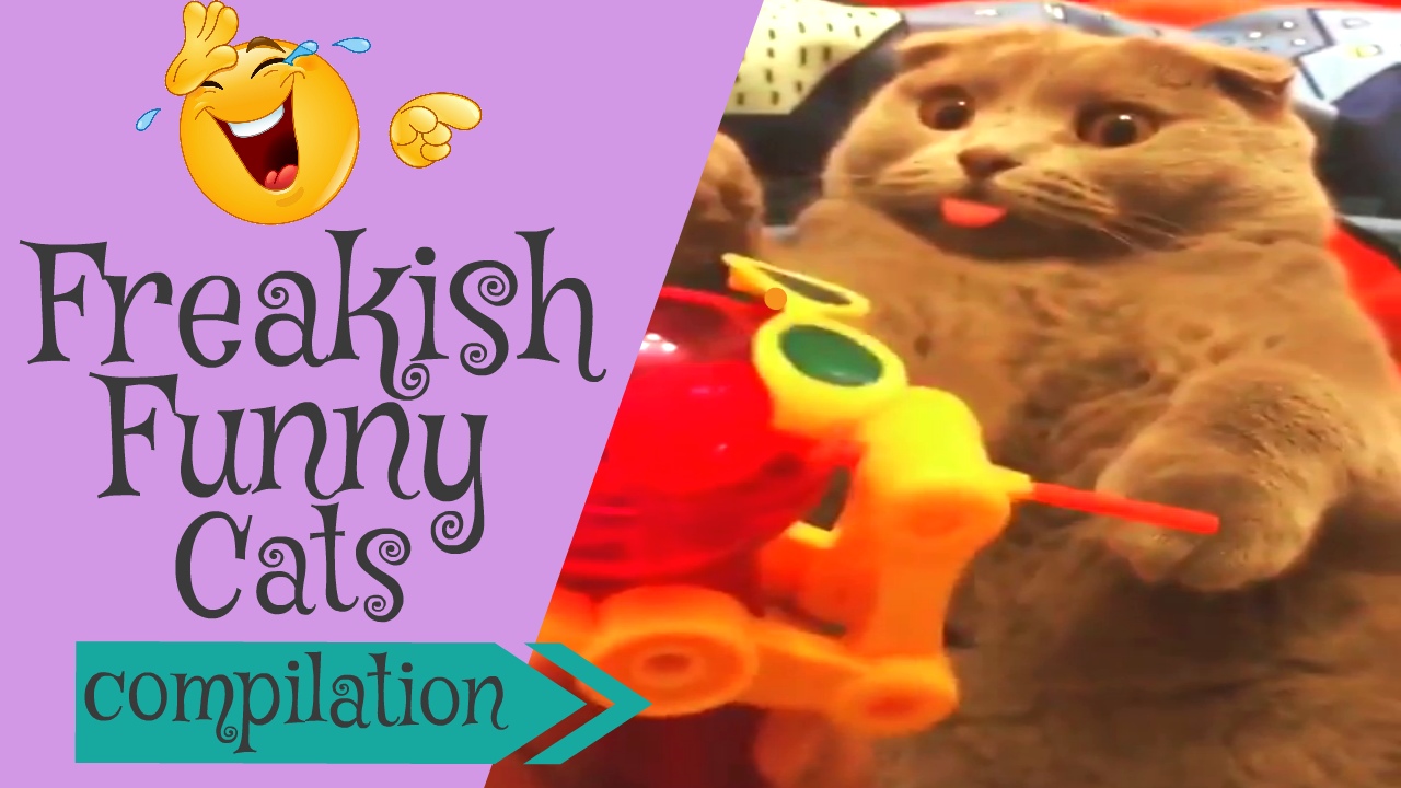 Funpetvid Sneaky Cats