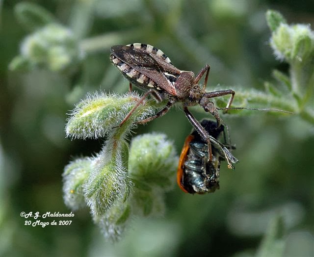 Rhinocoris+iracundus+(Chinche+asesina)+S%C2%AA+Arana+02+++203+(PD).jpg
