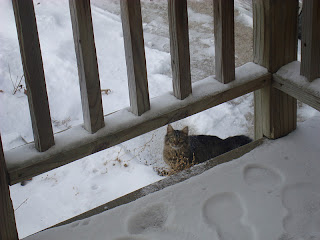 George Carlin Cat, Cat in the snow