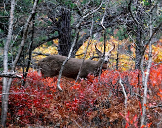 Deer in Acadia National Park (fall foliage)