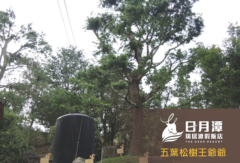 南投住宿,日月潭,飯店,旅館,民宿,推薦