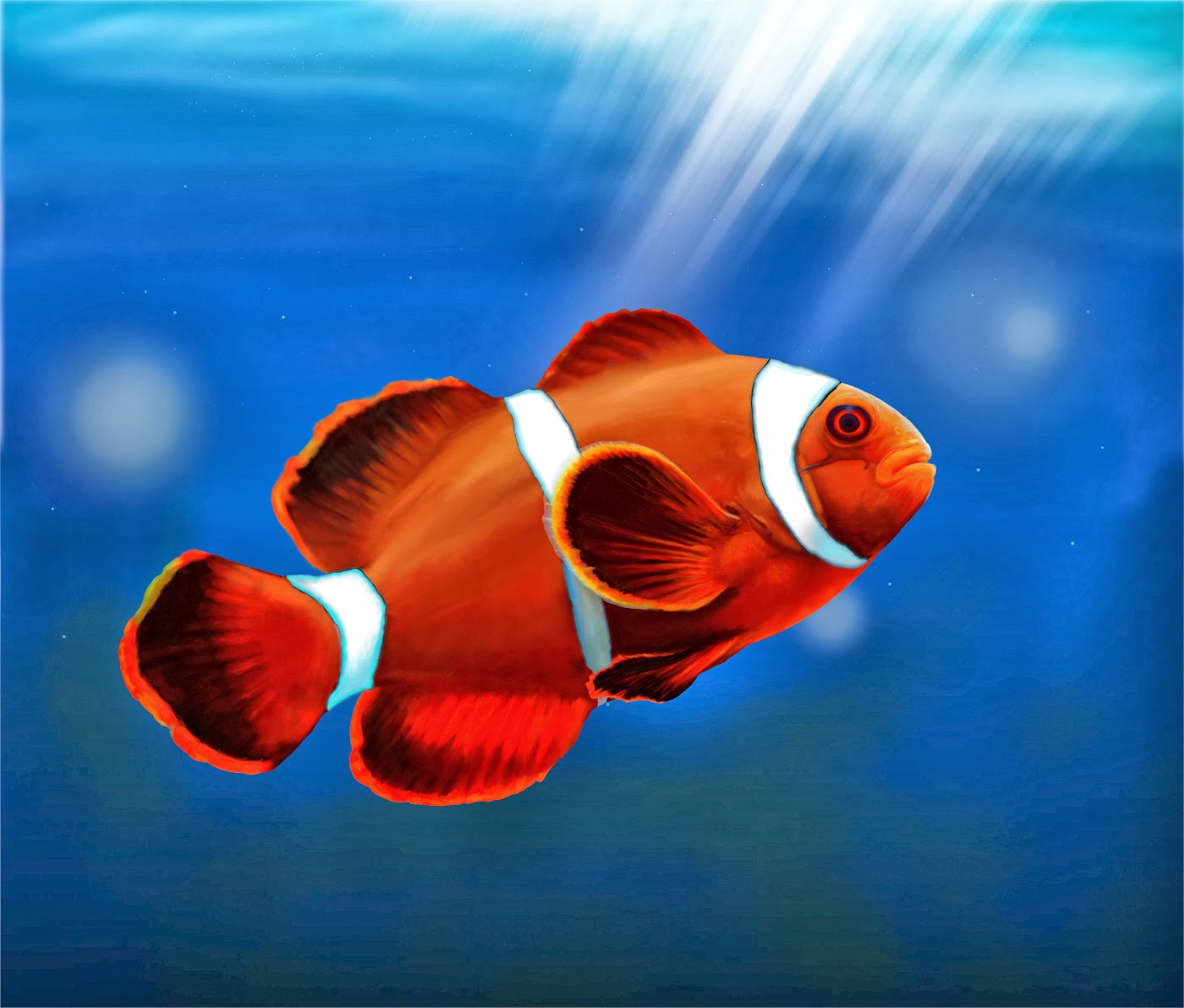 fish share: GAMBAR IKAN HIAS CLOWNFISH 5