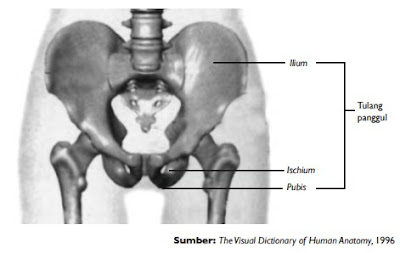 Tulang panggul tersusun dari ilium, ischium, dan pubis Tulang panggul tersusun dari ilium, ischium, dan pubis