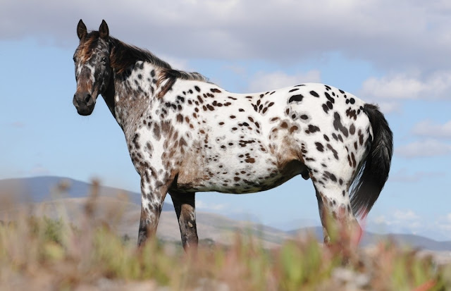 The beautiful Appaloosa horses | American horse breed The beautiful Appaloosa horses | American horse breed