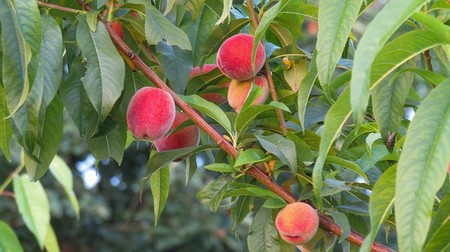Garden And Yard How To Plant Care For A Peach Tree Garden And Yard How To Plant Care For A Peach Tree