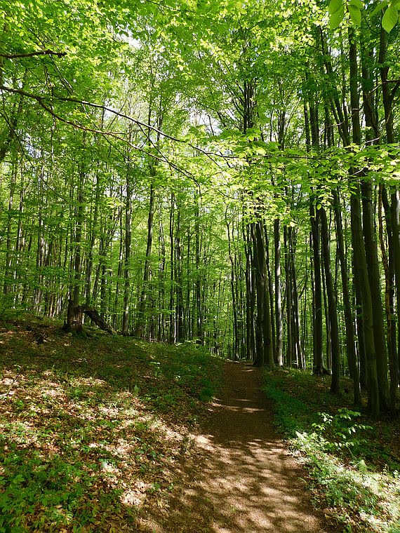 Piękny, młody, gęsty las bukowy. Piękny, młody, gęsty las bukowy.