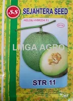 benih melon tahan virus, STR 11, melon STR 11, benih melon STR 11