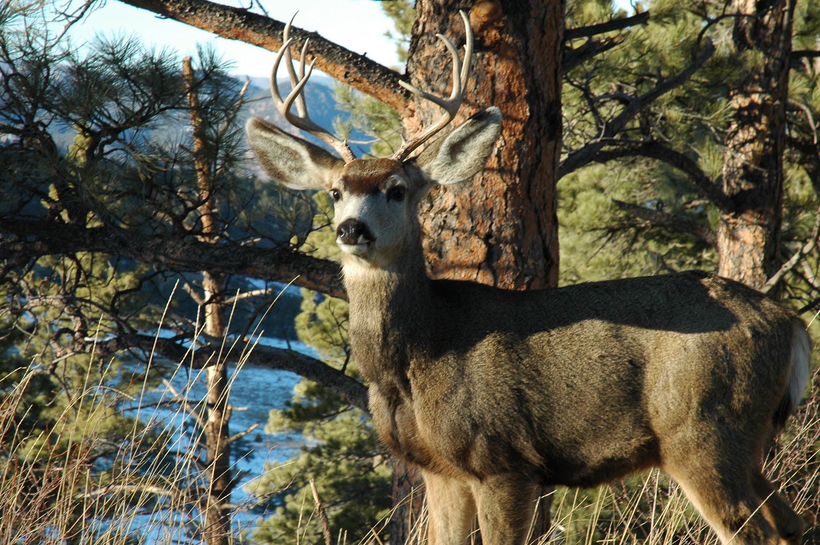 Explore Colorado: Wildlife Watch ~ ~Buck ~ Nice Antlers ~ Near Look Out ...
