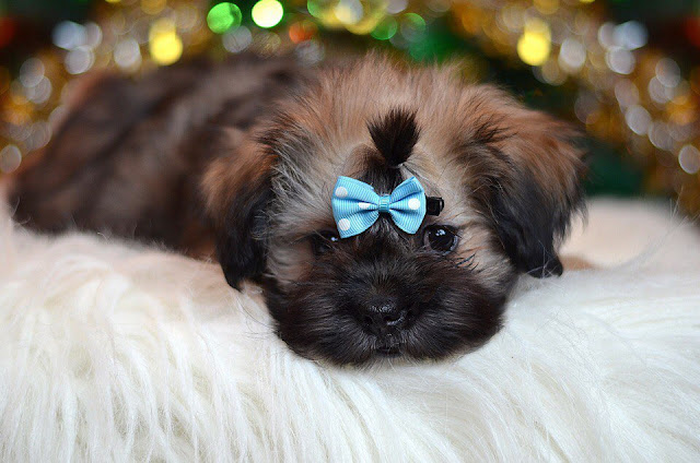 Tratar o shih tzu com mais restrições