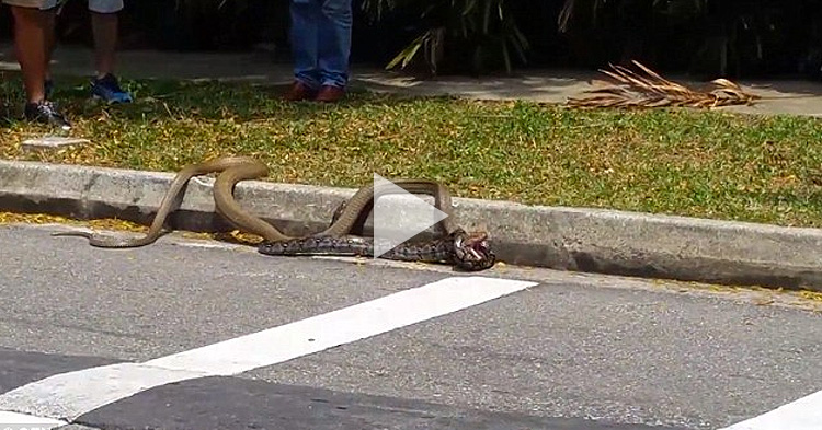 Python vs King Cobra, a street fight between constriction against venom