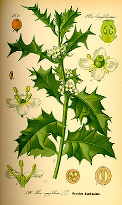 grébol, grébols, Ilex aquifolium, Beseit, ports, puertos, Beceite, acebo 2 grébol, grébols, Ilex aquifolium, Beseit, ports, puertos, Beceite, acebo 2