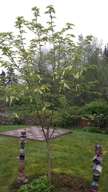 Young Davidii involucrata tree (dove tree or handkerchief tree) in its first bloom.