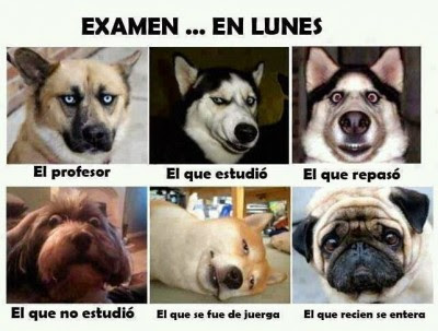 Fotos divertidas de animales para reír: Fotos divertidas de animales para reír: