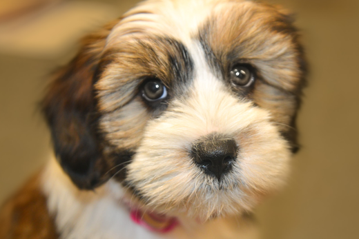 shih tzu knee joint problems pardon me while i my on the keyboard cooper s story dawg business it s shih tzu knee joint problems pardon me while i my on the keyboard cooper s story dawg business it s