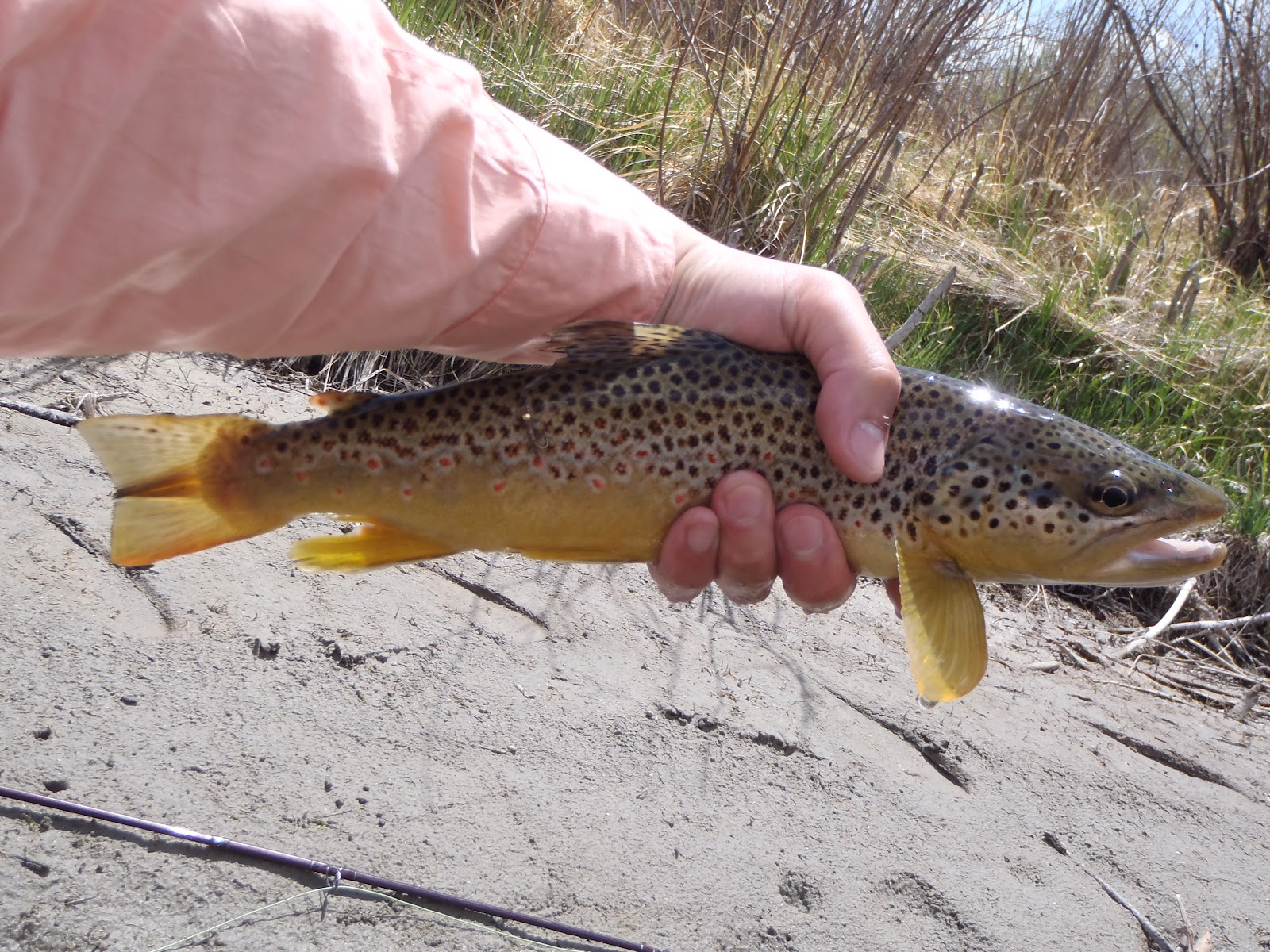 Mountains, Rivers, & Trout: Poindexter Dexterous (Whatever that means?)