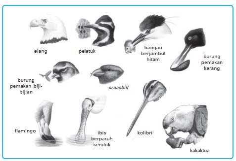 Gambar macam-macam jenis paruh burung